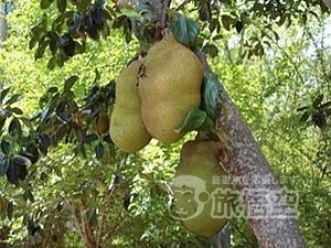 モロン熱帯植物園