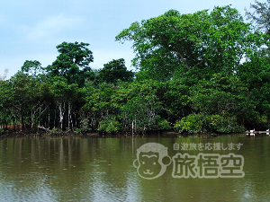 東寨港自然保護区 海南島